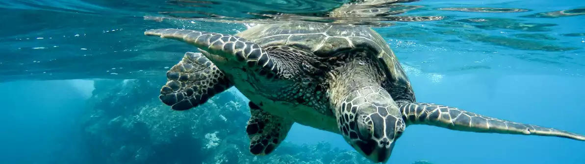 turtle